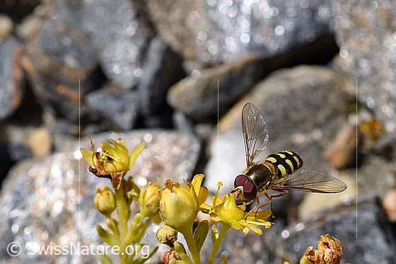 Foto: Mondfleck-Feldschwebfliege (Eupeodes luniger) auf Bewimpertem Steinbrech (Saxifraga aizoides). Länge 9 - 12mm. Männchen. Ansicht von vorne oben.