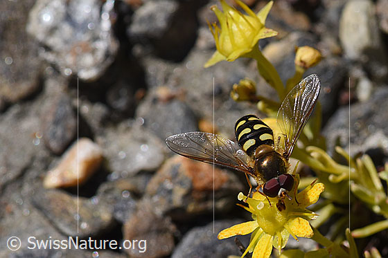 Foto: Mondfleck-Feldschwebfliege (Eupeodes luniger) auf Bewimpertem Steinbrech (Saxifraga aizoides). Länge 9 - 12mm. Männchen. Ansicht von vorne oben.