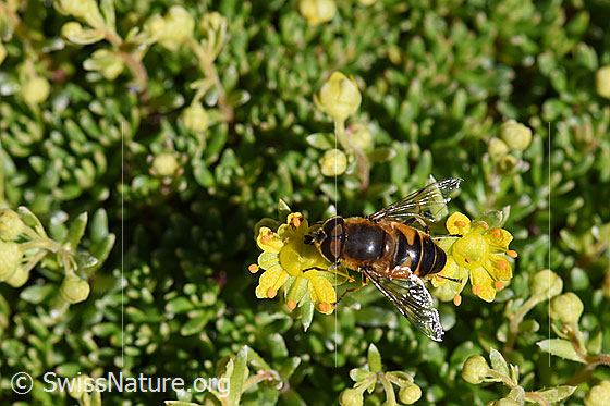 Photo: Eristalis tenax on Saxifraga aizoides. Male.