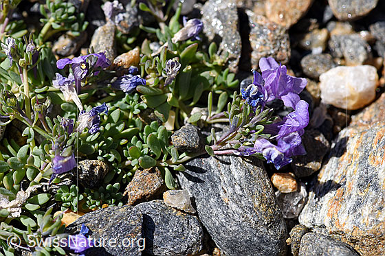 Photo: Linaria alpina. Whole plant (habiti).