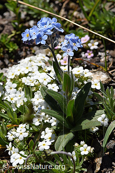 Foto: Alpen-Vergissmeinnicht (Myosotis alpestris). Ganze Pflanze.