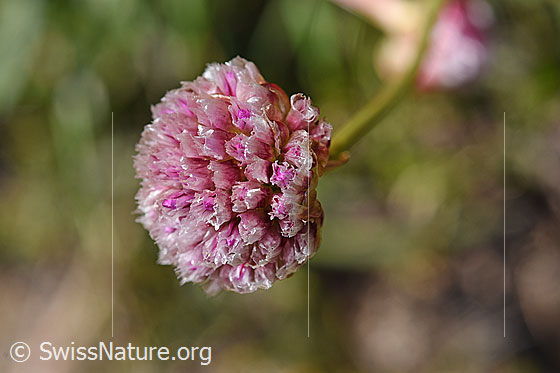 Foto: Alpen-Pechnelke (Silene suecica). Blüte.