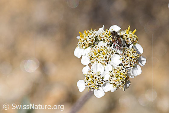 Foto: Zwerg-Schafgarbe (Achillea nana). Blüte.