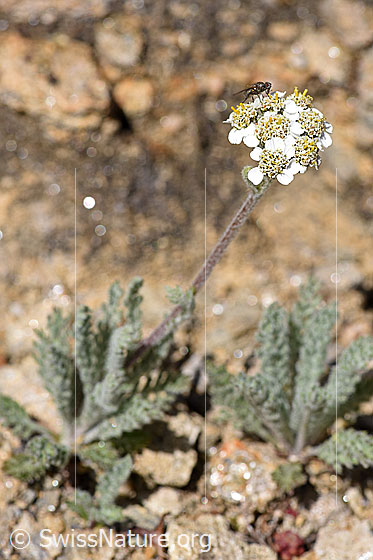 Foto: Zwerg-Schafgarbe (Achillea nana). Ganze Pflanze (Habitus).