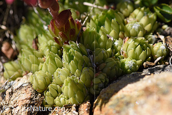 Photo: Sempervivum arachnoideum. Leaf rosettes.