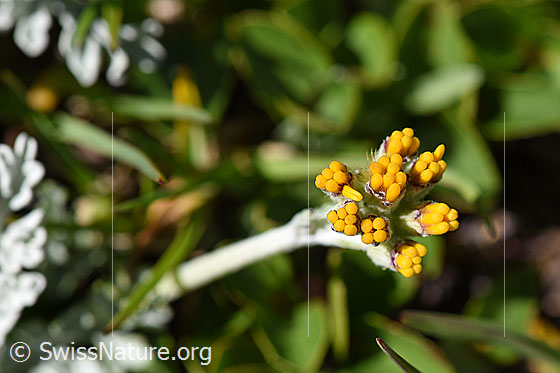 Foto: Graues Greiskraut (Senecio incanus). Blüten kurz vor dem Öffnen.