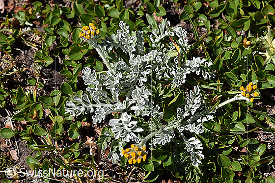 Foto: Graues Greiskraut (Senecio incanus). Ganze Pflanze (Habitus). Ansicht von oben.