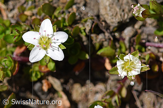 Zweiblütiges Sandkraut (Arenaria biflora)