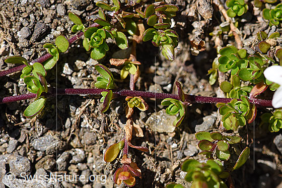 Photo: Arenaria biflora. Stem and leaves.