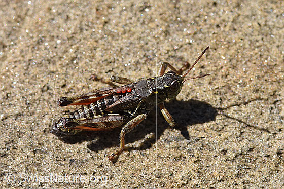 Foto: Nordische Gebirgsschrecke (Bohemanella frigida). Länge 18 - 21mm. Die roten Punkte unter den Flügeln sind Milben (Acari).