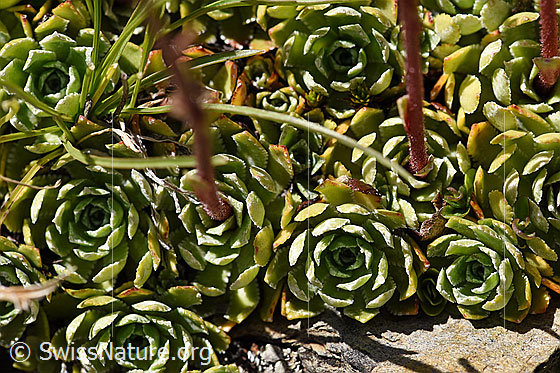Foto: Trauben-Steinbrech (Saxifraga paniculata). Blätter und Stängel.