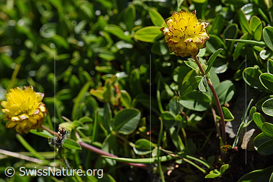 Foto: Braun-Klee (Trifolium badium). Ganze Pflanze (Habitus).