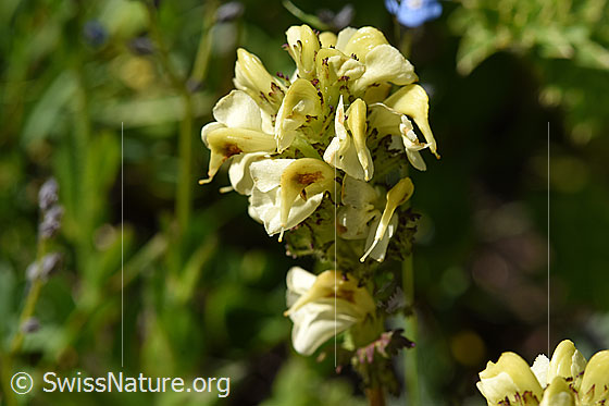 Foto: Knolliges Läusekraut (Pedicularis tuberosa). Blütenstand.