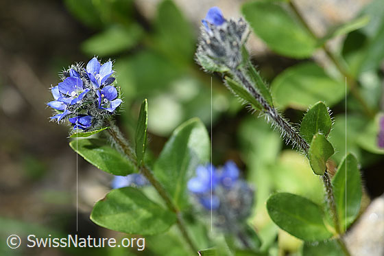 Foto: Alpen-Ehrenpreis (Veronica alpina). Blüten, Stängel und Blätter.