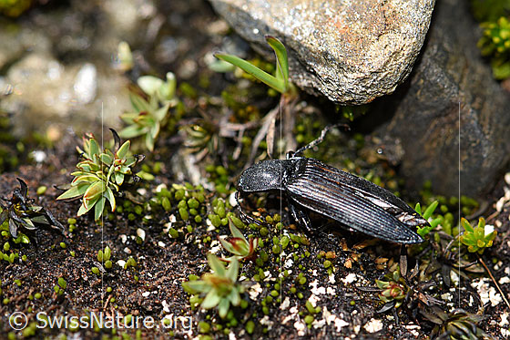 Kupferfarbener Kammhorn-Schnellkäfer (Ctenicera cuprea)