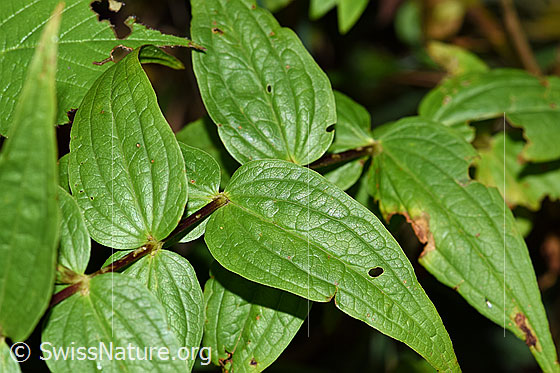Photo: Gentiana asclepiadea. Leaves.