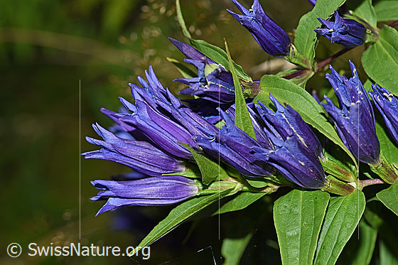 Foto: Schwalbenwurz-Enzian (Gentiana asclepiadea). Blüten und Blätter.
Umgebung: Wegrand in Wald. Ca. 1200m ü.M.
Lat.: Gentiana asclepiadea
Familie: Gentianaceae (Enziangewächse)
Gattung: Gentiana (Enziane)