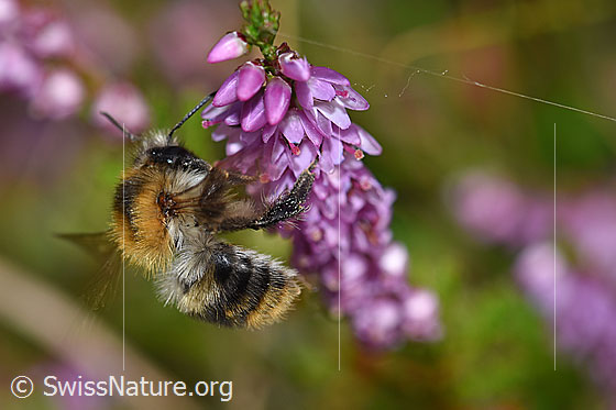 Foto: Ackerhummel (Bombus pascuorum) an Besenheide (Calluna vulgaris). Länge 9 - 15mm. Ansicht von der Seite.