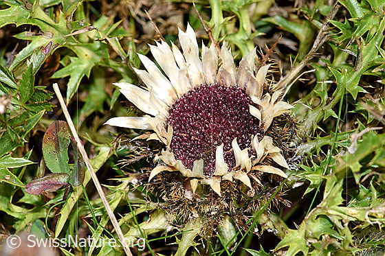 Photo: Carlina acaulis ssp. Caulescens. Blossom and leaves.