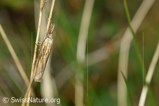 Foto: Wahrscheinlich Agriphila tristella an Grashalm. Flügel geschlossen. Ansicht von der Seite.