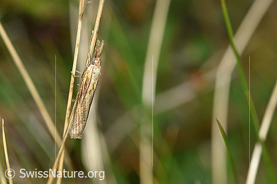Foto: Wahrscheinlich Agriphila inquinatella an Grashalm. Flügel geschlossen. Ansicht von der Seite..