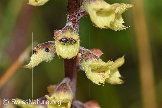 Photo: Teucrium scorodonia. Blossoms and stem.