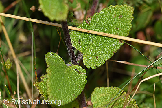 Foto: Salbeiblättriger Gamander (Teucrium scorodonia). Blätter und Stängel.