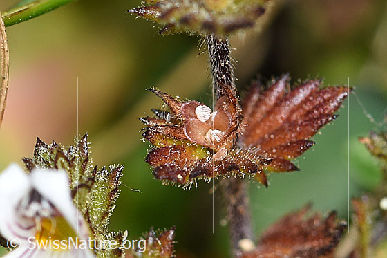 Foto: Gebräuchlicher Augentrost (Euphrasia rostkoviana). Stängel und Blätter.