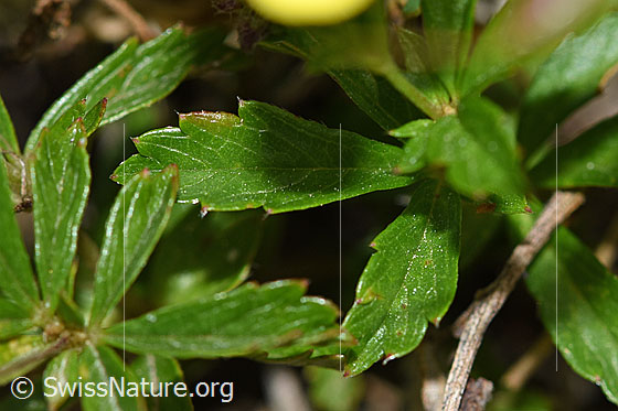 Foto: Wahrscheinlich Blutwurz (Potentilla erecta). Blätter. Wird auch Gemeiner Tormentill genannt.