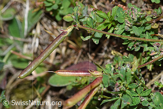 Foto: Gewöhnlicher Hornklee (Lotus corniculatus). Blätter und Früchte.