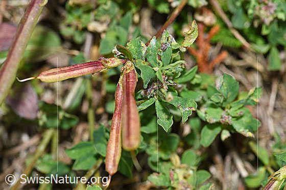 Foto: Gewöhnlicher Hornklee (Lotus corniculatus). Früchte.