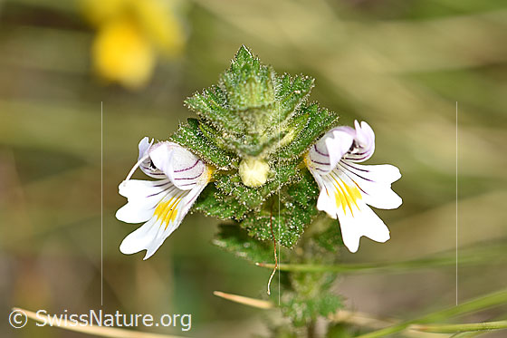 Foto: Gebräuchlicher Augentrost (Euphrasia rostkoviana). Blüten.
