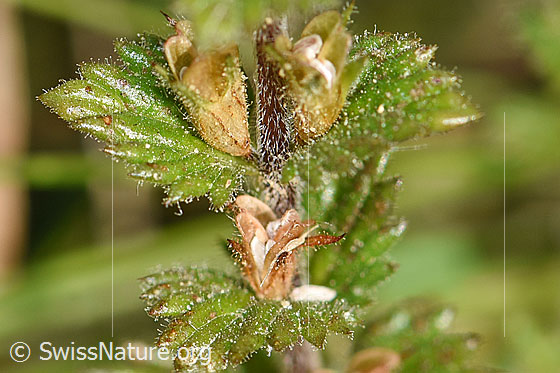 Foto: Gebräuchlicher Augentrost (Euphrasia rostkoviana). Stängel und Blätter.