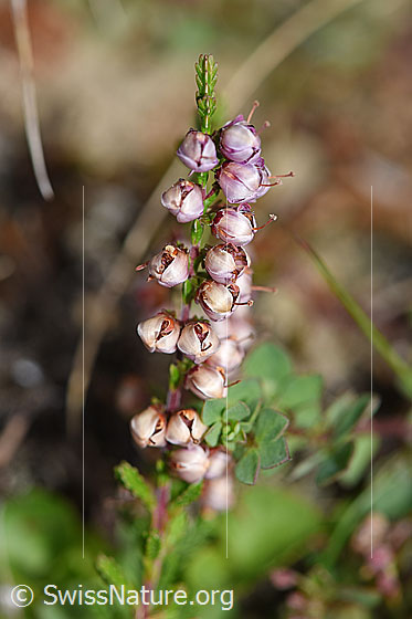 Foto: Besenheide (Calluna vulgaris). Verblüht.