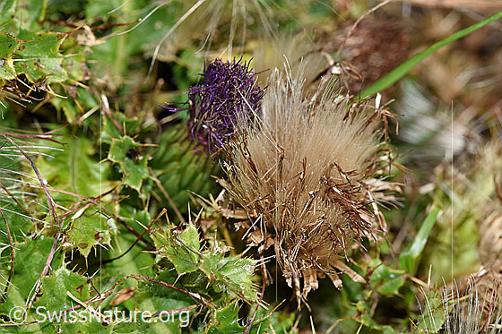 Photo: Cirsium acaule. Faded blossom.