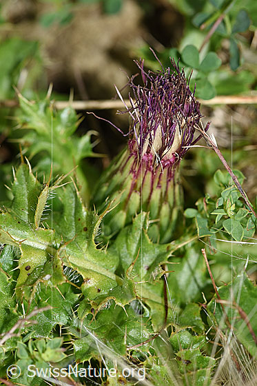 Foto: Stängellose Kratzdistel (Cirsium acaule). Blüte geschlossen.