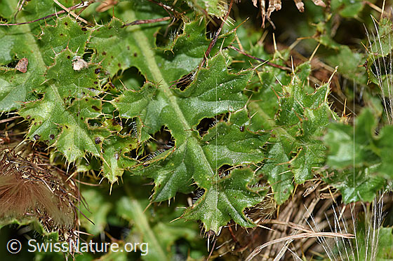 Foto: Stängellose Kratzdistel (Cirsium acaule). Blätter.