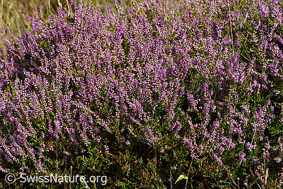 Photo: Calluna vulgaris. Whole plant (habiti).