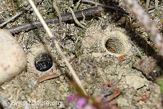 Foto: Feldgrille (Gryllus campestris). Nymphe.