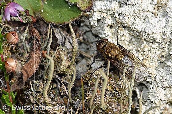 Foto: Graugelbe Polsterfliege (Pollenia rudis). Länge 5 - 12mm. Weibchen. Ansicht von schräg oben.
