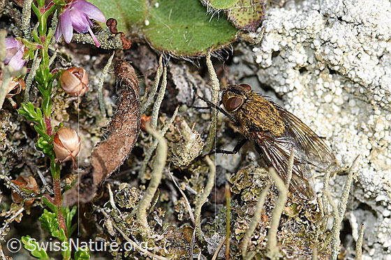 Foto: Graugelbe Polsterfliege (Pollenia rudis). Länge 5 - 12mm. Weibchen. Ansicht von schräg oben.