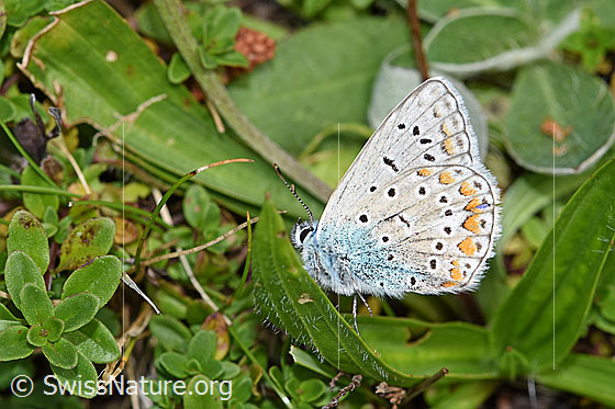 Foto: Wahrscheinlich Idas-Bläuling (Plebejus idas). Auf Blatt sitzend. Flügel geschlossen. Ansicht von der Seite.