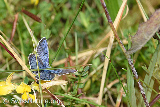 Foto: Wahrscheinlich Idas-Bläuling (Plebejus idas) Gewöhnlichem Hornklee (Lotus corniculatus). Männchen. Flügel geöffnet. Ansicht von schräg hinten.