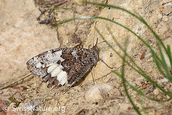 Foto: Weisser Waldportier (Brintesia circe). Flügel geschlossen. Ansicht von der Seite.
Umgebung: Alpweide, ca. 1250m ü.M.
Lat.: Brintesia circe
Familie: Nymphalidae (Edelfalter) 
Unterfamilie: Satyrinae (Augenfalter)