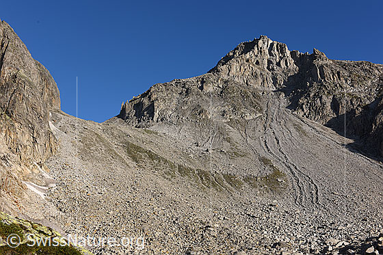 Foto: Endmoräne des Chüebodengletschers. Seite Val Bedretto. Um 1880 reichte ein Seitenarm des Chüebodengletschers bis zum heute begrünten Halbkreis. Rechts ist das Chüebodenhorn zu sehen.