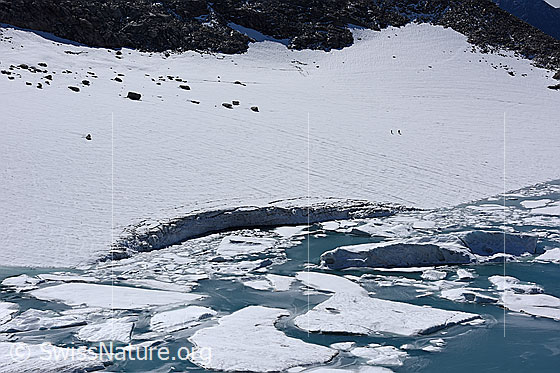 Foto: Chüebodengletscher: Abbruchstelle, Eisschollen und kleine Eisberge. 
Auf dem Foto ist die Stelle zu sehen, an welcher im Sommer Jahr 2020 (wahrscheinlich unterspültes) Eis vom Chüebodengletscher abgebrochen ist. Das abgebrochene Eis schwimmt in Form von Eisschollen und kleinen Eisbergen auf dem Gletschersee (Proglazialer See).