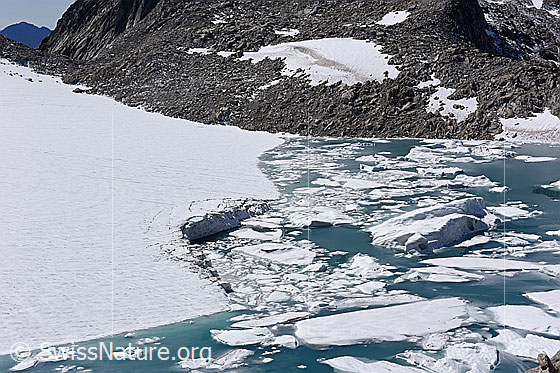 Foto: Chüebodengletscher: Abbruchstelle, Eisschollen und kleine Eisberge.
Auf dem Foto ist die Stelle zu sehen, an welcher im Sommer Jahr 2020 (wahrscheinlich unterspültes) Eis vom Chüebodengletscher abgebrochen ist. Das abgebrochene Eis schwimmt in Form von Eisschollen und kleinen Eisbergen auf dem Gletschersee (Proglazialer See).