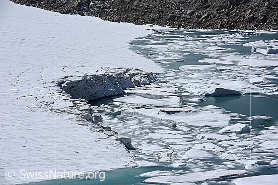 Foto: Chüebodengletscher: Abbruchstelle und Eisschollen. 
Auf dem Foto ist die Stelle zu sehen, an welcher im Sommer Jahr 2020 (wahrscheinlich unterspültes) Eis vom Chüebodengletscher abgebrochen ist. Das abgebrochene Eis schwimmt in Form von Eisschollen und kleinen Eisbergen auf dem Gletschersee (Proglazialer See).