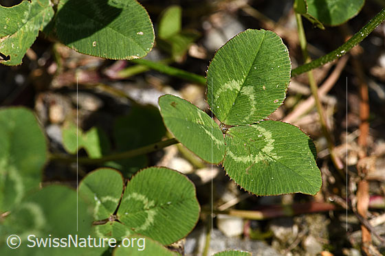 Foto: Kriechender Klee (Trifolium repens). Blätter. Wird auch Weissklee genannt.
Umgebung: Wiese.
Lat.: Trifolium repens
Familie: Fabaceae (Schmetterlingsblütler)