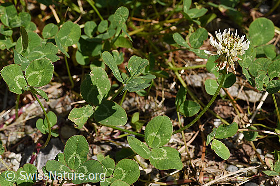 Foto: Kriechender Klee (Trifolium repens). Ganze Pflanze. Wird auch Weissklee genannt.
Umgebung: Wiese.
Lat.: Trifolium repens
Familie: Fabaceae (Schmetterlingsblütler)